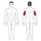 Plateload Triceps Extension Plate load PLTE-BR - Steelflex