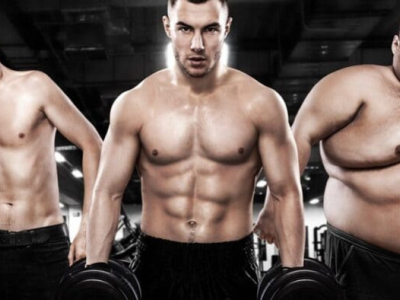 Morphologie et Gain Musculaire : Une Histoire de Génétique